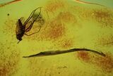 Detailed Fossil Fly (Diptera) & Plant (Long Leaf) In Baltic Amber #48228-2